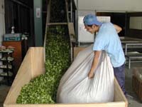刈り取られたお茶の葉（生葉なまは）は、すぐに工場に搬入され順番に機械に投入されます。